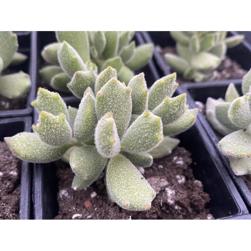 多肉好好買多肉植物貓爪 新品 蝦皮購物