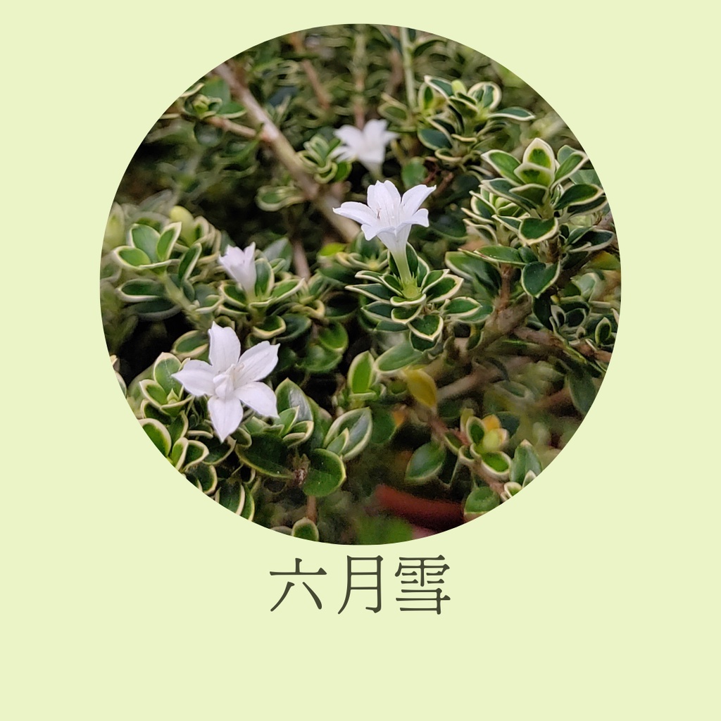 [碧路蘭旅]六月雪 白丁香 3吋盆 園藝 盆栽(不含花)