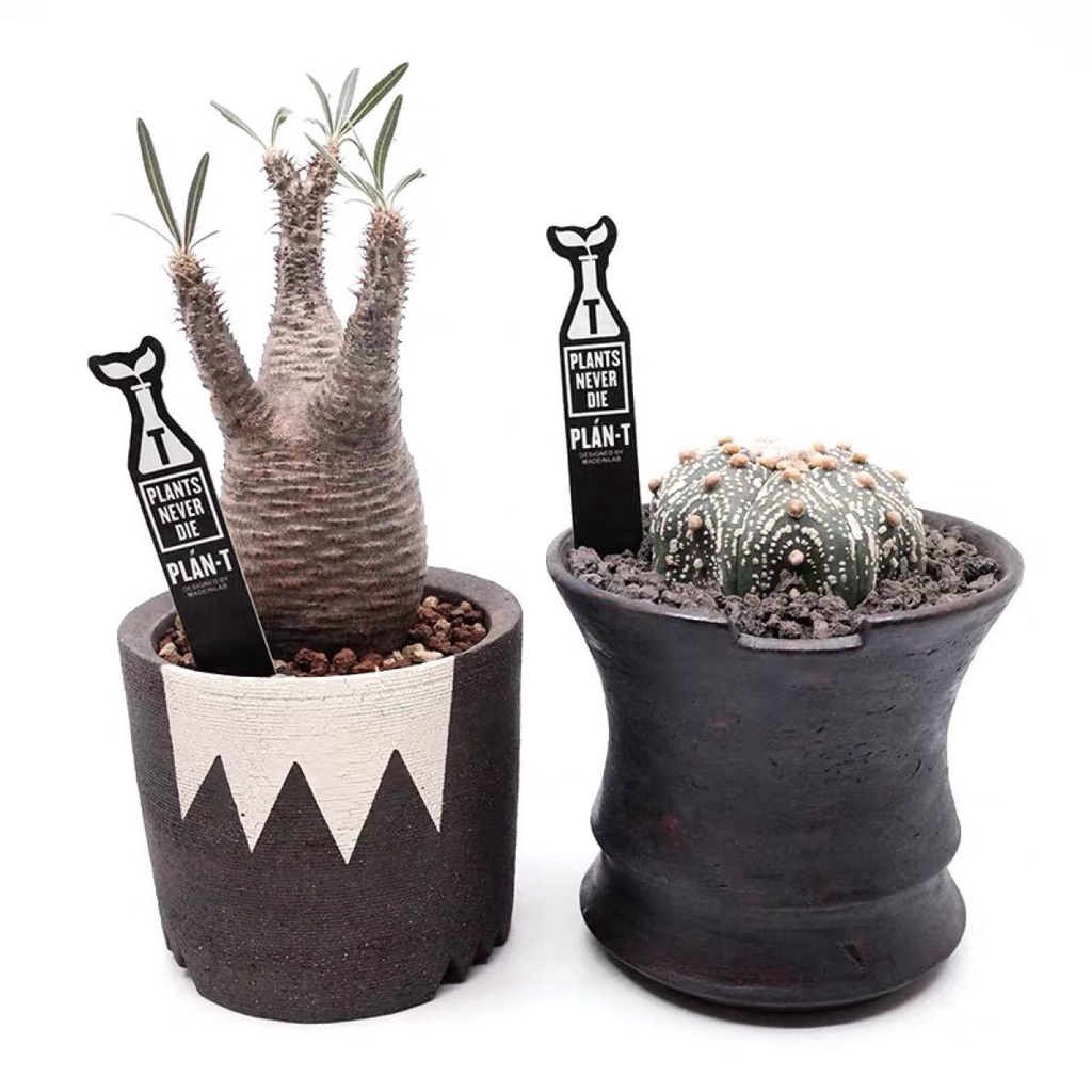 現貨一組 Plan T 塊根植物標牌花牌插地牌園藝紀錄plants Never Die Pnd 象牙宮 蝦皮購物