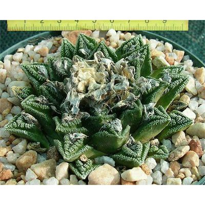 Ariocarpus屬仙人掌 花牡丹欣頓龜甲 蝦皮購物