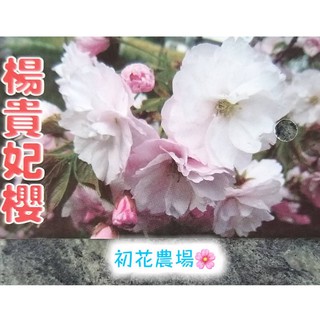 楊貴妃櫻的價格推薦 21年2月 比價撿便宜