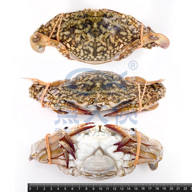 佐渡花蟹 藍蟹 公母隨機 約0 250g 隻 斯里蘭卡 1j2a 魚大俠 Sp094 蝦皮購物