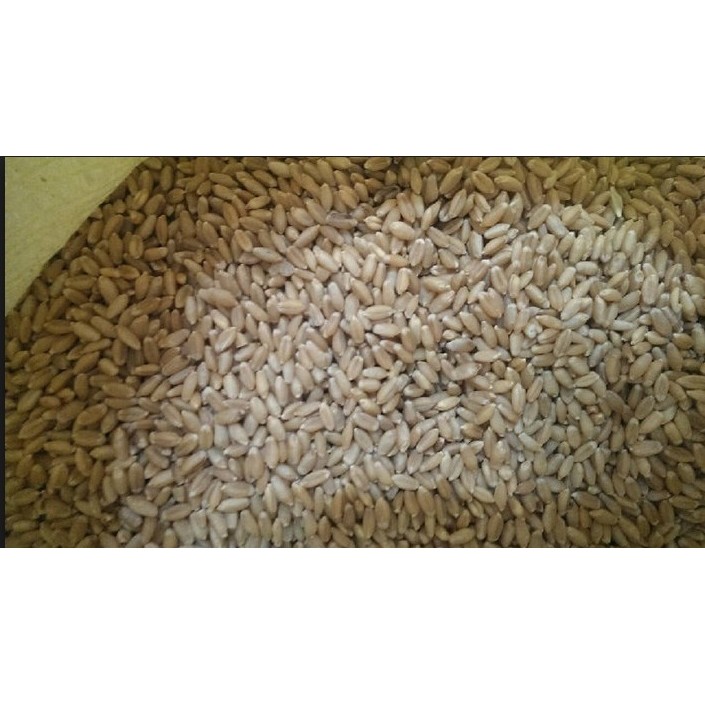 四季園  貓草  小麥草 種子 1公斤/包 無藥劑處理