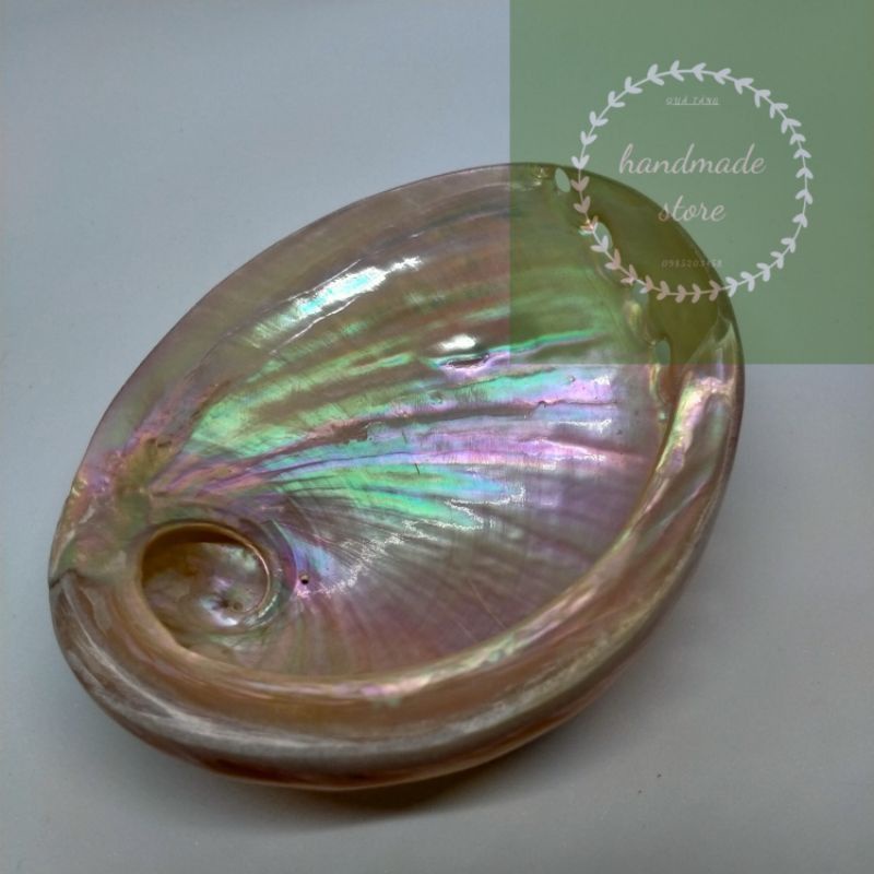 新西蘭蝸牛盤 - 天然鮑魚殼溢價
