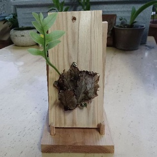 現貨 Kakao Friends 手繪風迷你植栽組diy小盆栽植物園藝 蝦皮購物