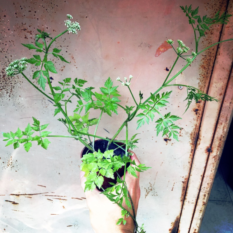 栽綺 水芹菜 野菜 原生植物 蝦皮購物