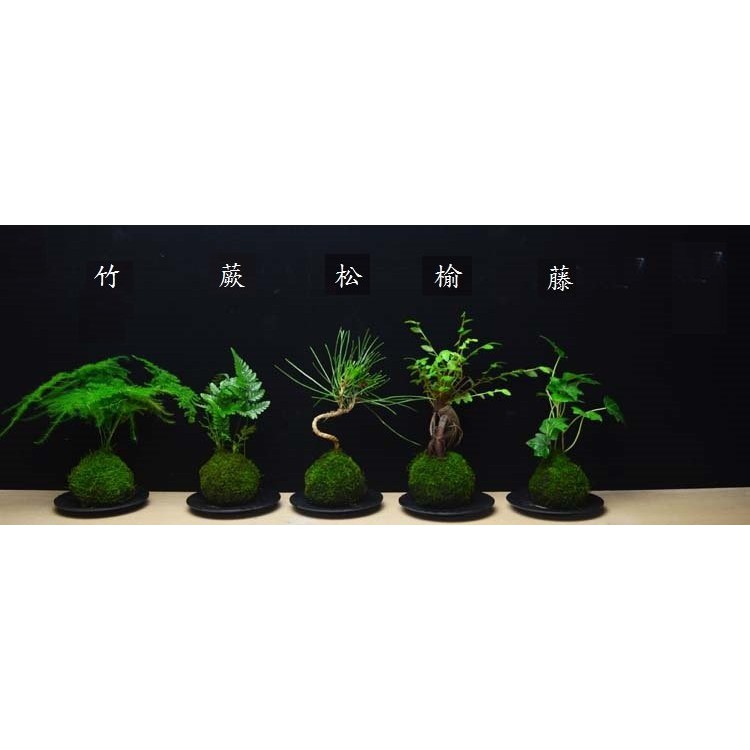 活体苔蘚球苔玉苔球園藝 苔蘚花盆花器景觀瓶草皮diy微景觀生態瓶小品盆栽迷你盆栽 蝦皮購物