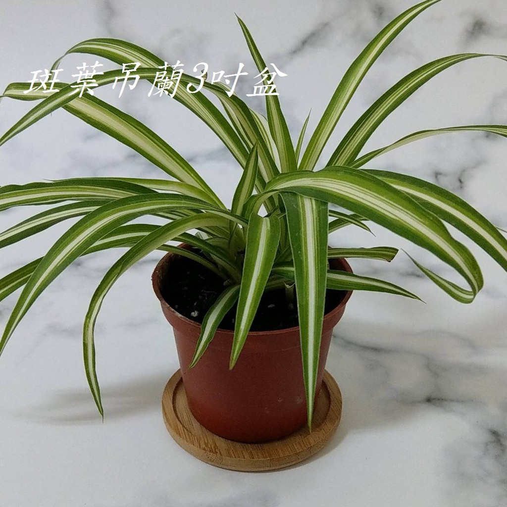 現貨吊蘭大葉吊蘭綠葉吊蘭斑葉吊蘭室內植物垂盆草桂蘭鉤蘭空氣淨化淨化空氣植物觀葉植物 苔苔樂 蝦皮購物