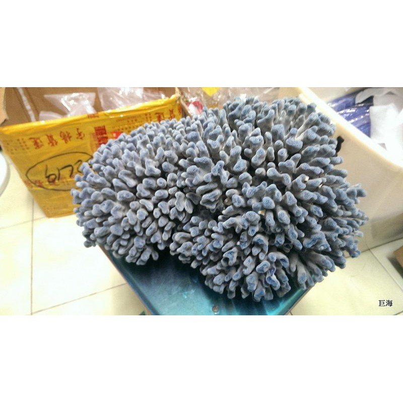 6028天然深海藍珊瑚原礦8.2公斤媲美台灣紅珊瑚原礦