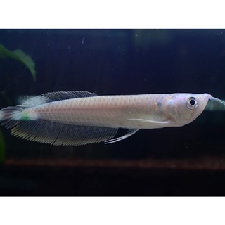 大型魚 優惠推薦 22年7月 蝦皮購物台灣