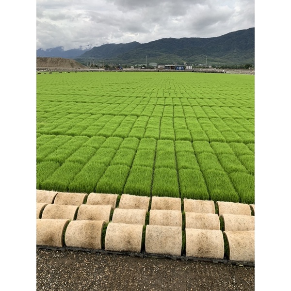 池上米香米 自產自銷