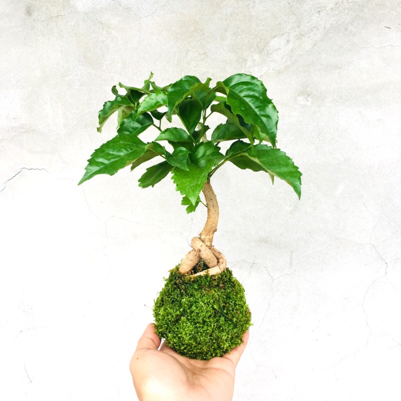 ベスト 苔球盆栽 虹