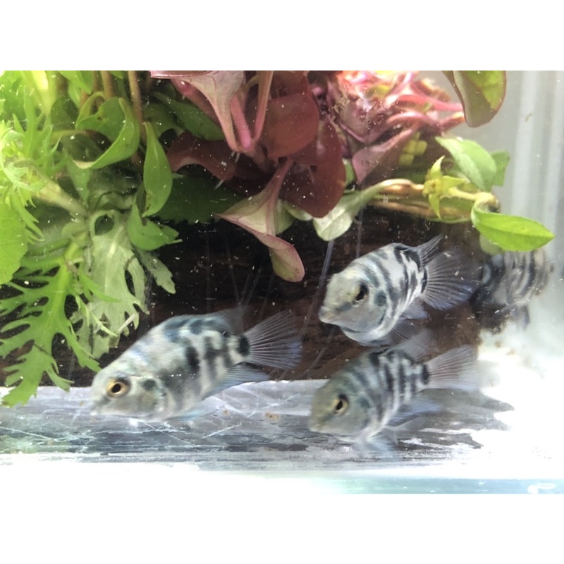 開心水族寶藍鸚鵡慈鯛模型一隻25元高級餌料 蝦皮購物