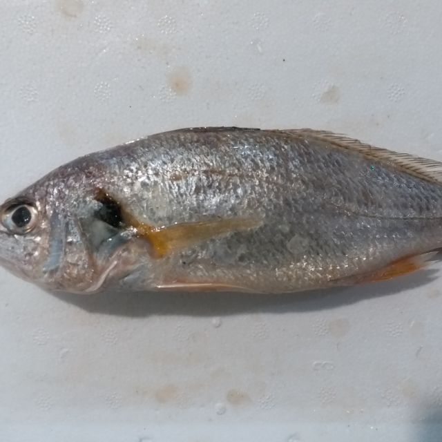 帕頭魚 中 深海海魚 蝦皮購物