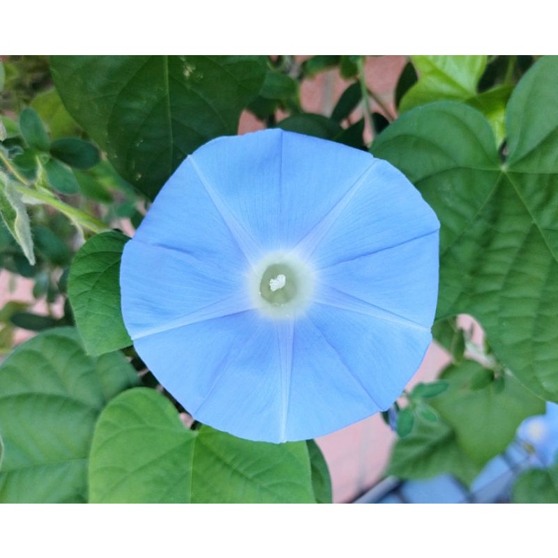 🌺療癒花卉系列-鮮採朝顏種子(水藍色)💙