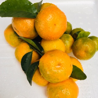 請勿下單！2024年初有甜有橘子味的【珍珠柑】【黃皮砂糖橘】🍊大埔里產