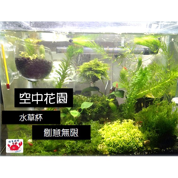 螃蟹豬豬 水草造景杯培育杯培育盆魚缸水族箱迷你水草飼育造景盆空中花園孔雀魚 蝦皮購物