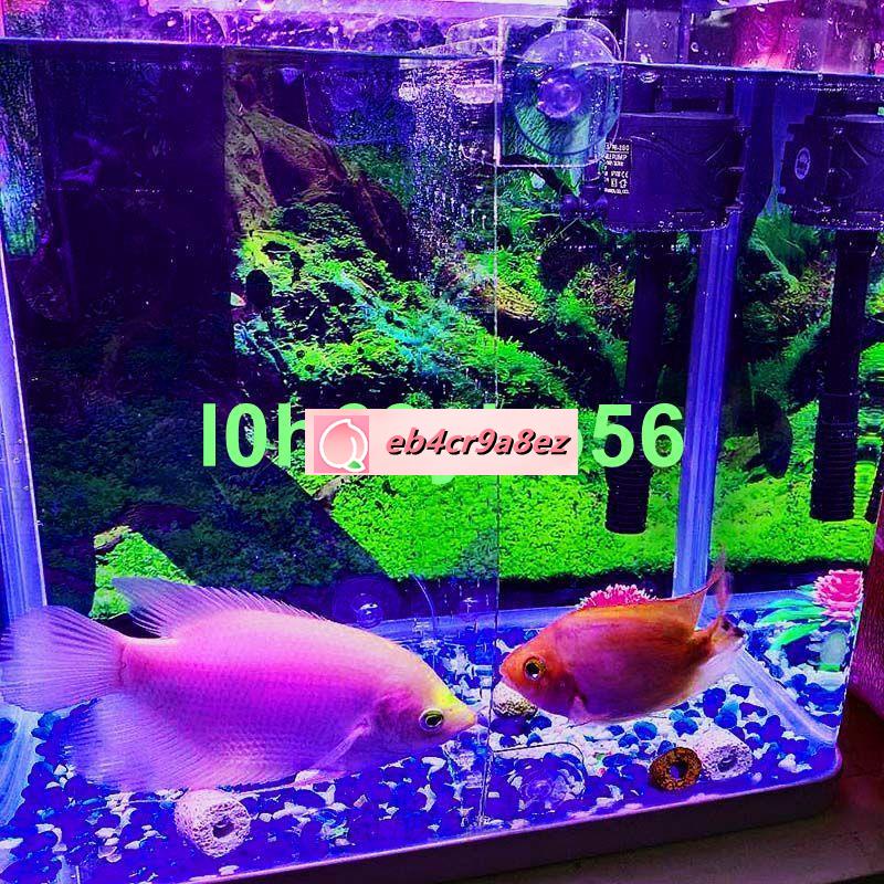 小莉品牌旗艦店自由裁剪魚缸隔離板大小無孔十字t字l形直角上下隔層底墊蓋網擋板 蝦皮購物