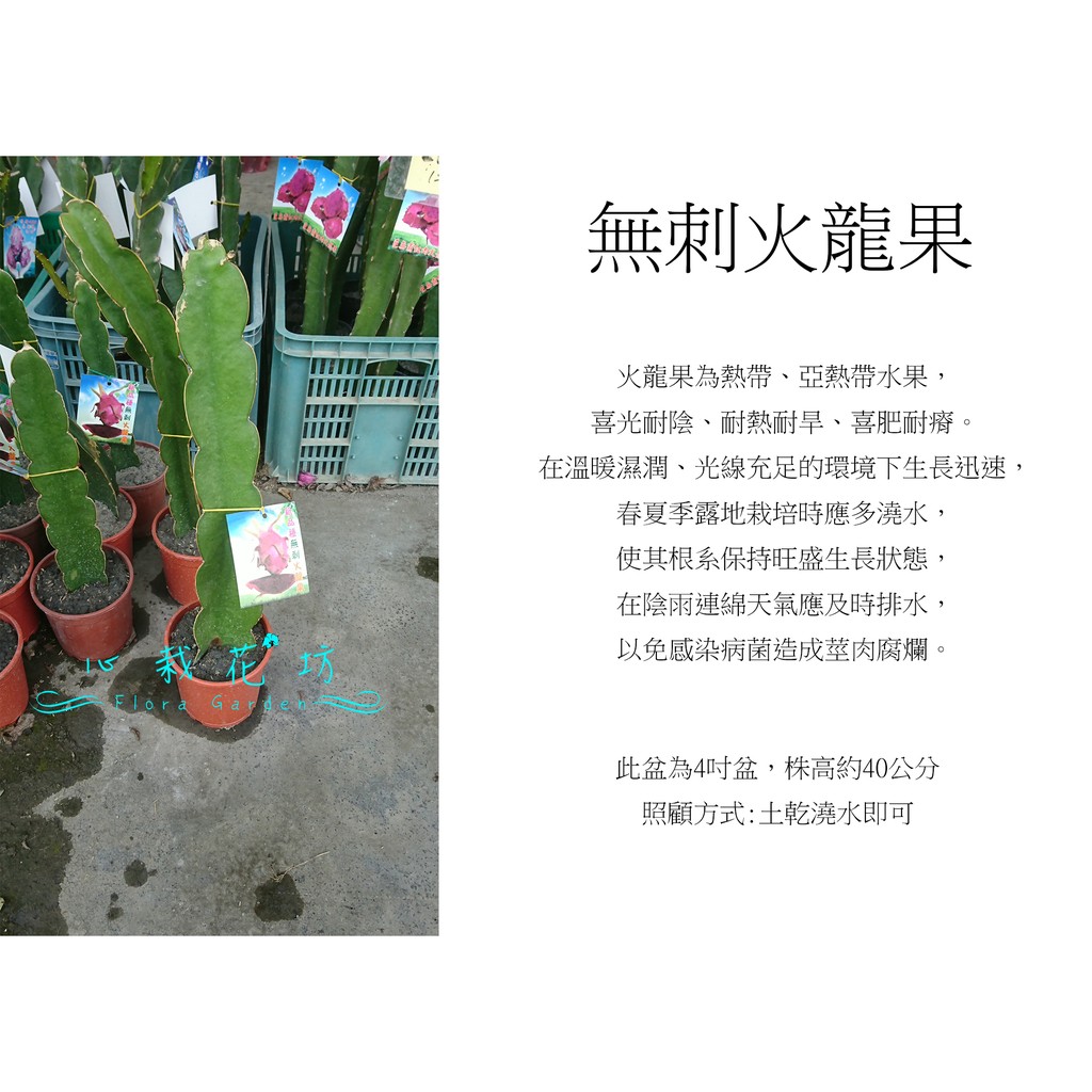 心栽花坊-無刺火龍果/4吋/火龍果品種/水果苗/售價250特價200