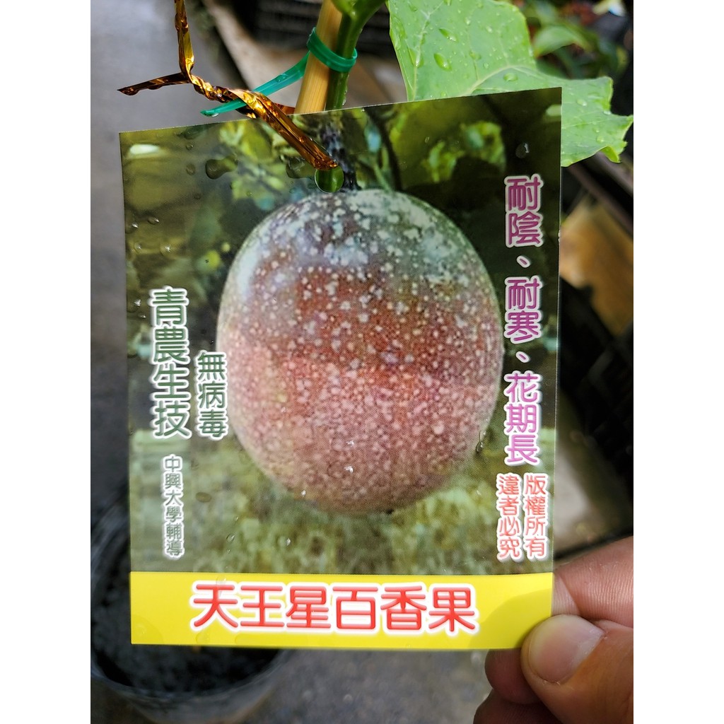 李家果苗 天王星百香果 5吋盆 嫁接苗 甜度18-22度 高度50-60公分 單價160元 超商最多寄兩盆