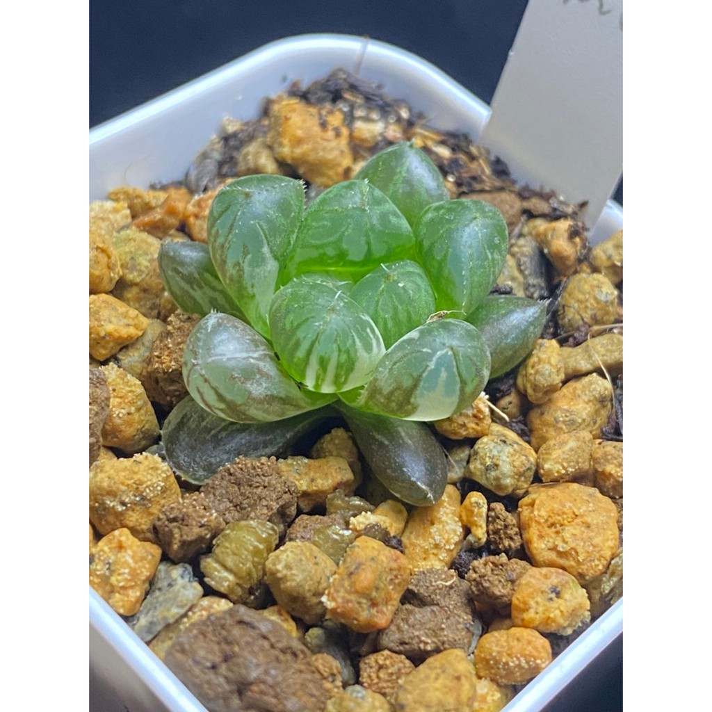 百合科 ハオルチア Haworthia 丸窓オブツーサ錦極上見込斑g23 蝦皮購物