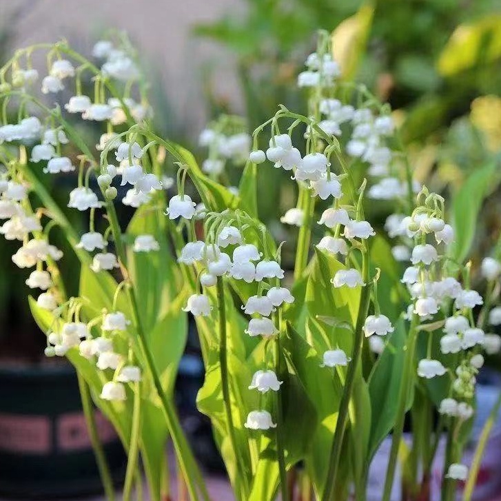 鈴蘭花鈴蘭花種子客廳陽臺庭院花卉綠植易養活耐寒鮮花花卉種根 蝦皮購物