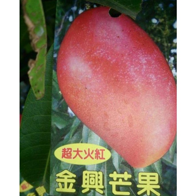 **小農之家**優質種苗「 超大火紅 金興芒果」極紅皮 果大多汁 嫁接苗 約40cm