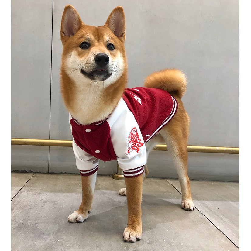 台灣犬棒球 Ptt Dcard討論與高評價網拍商品 21年10月 飛比價格