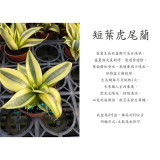 心栽花坊-短葉虎尾蘭/哈尼虎尾蘭/超取易折損/短葉虎皮蘭/3吋/觀葉植物/室內植物/淨化空氣/多肉植物/售價60特價50
