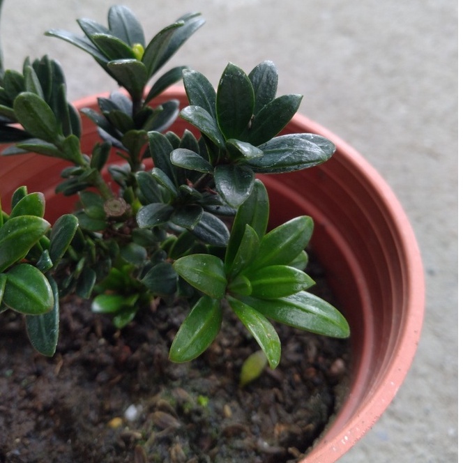 綠鑽羅漢松(3.5吋盆)⛺ 松柏植物