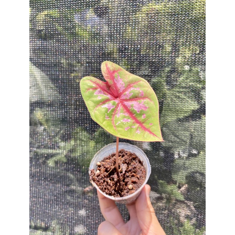 1.5‘ 彩葉芋 觀葉植物