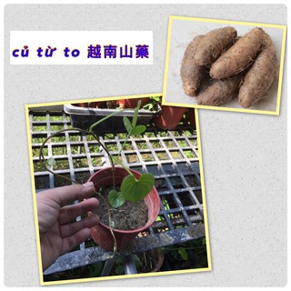 越南山藥/刺薯蕷/刺蜜薯/刺山藥/ củ từ to/khoai từ củ to /種球