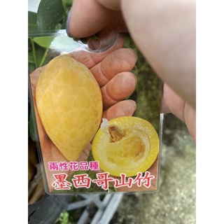 《花果山🐒》 -- 大果兩性花品種「墨西哥山竹」實生/嫁接