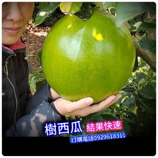 樹西瓜盆栽 在台灣約1-2年會結果！請參考結果影片！西瓜樹 西瓜.. 水果苗