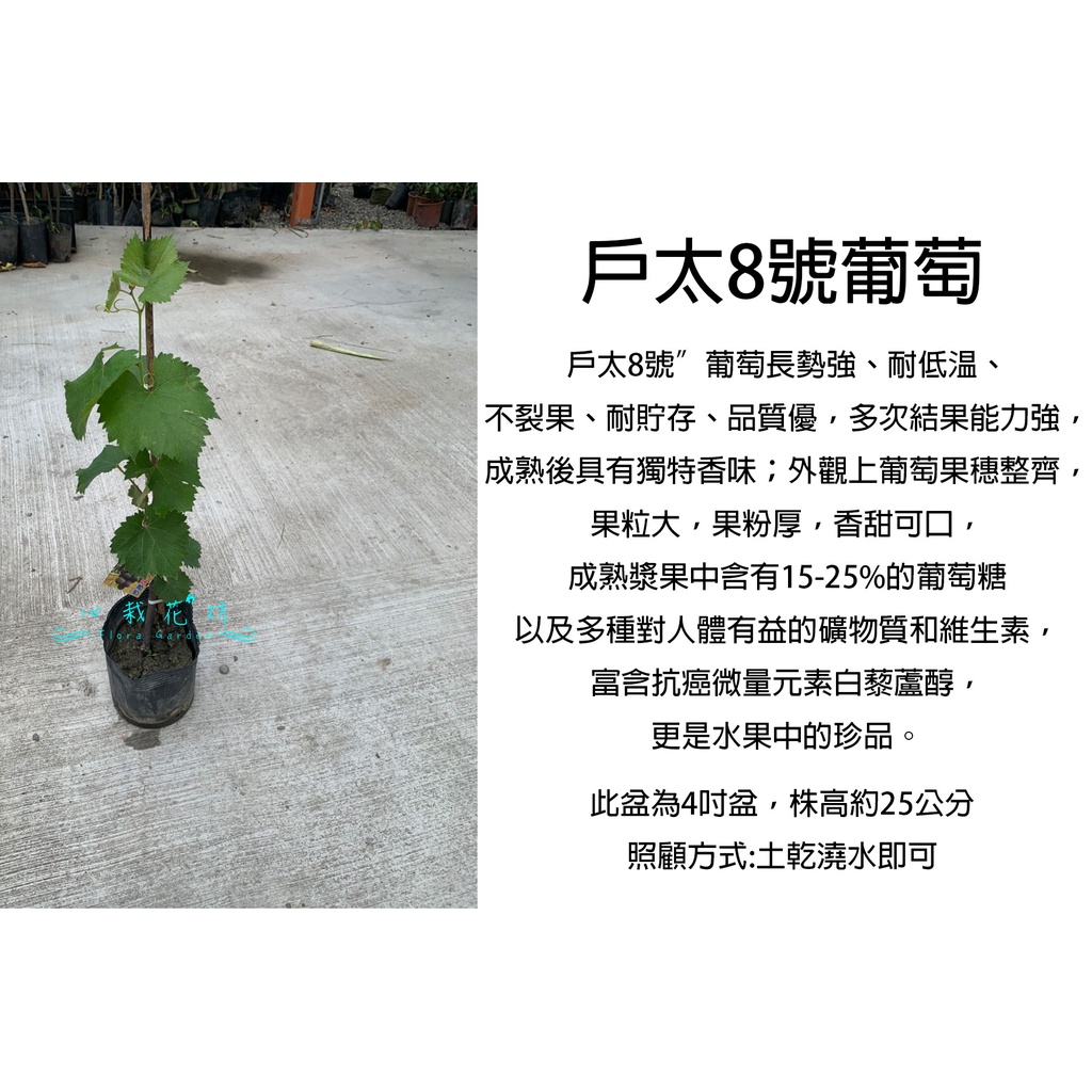 心栽花坊 戶大8號葡萄 4吋 阡插苗 葡萄品種 水果苗 售價250特價0 蝦皮購物