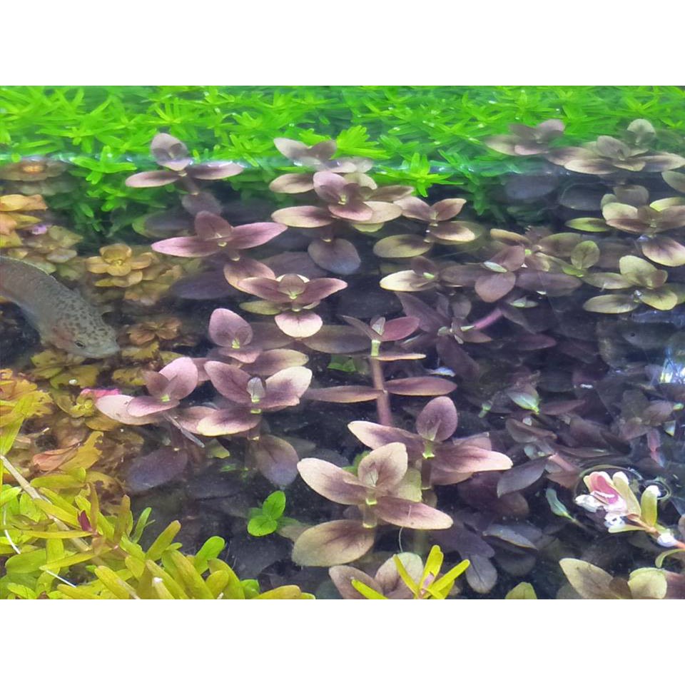 水草爆缸 紫豔虎耳 蝦皮購物