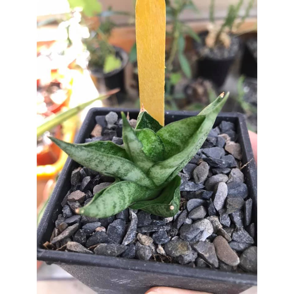 姬佛手虎尾蘭多肉植物 小型品種 綠手指園藝家 小巧 蝦皮購物