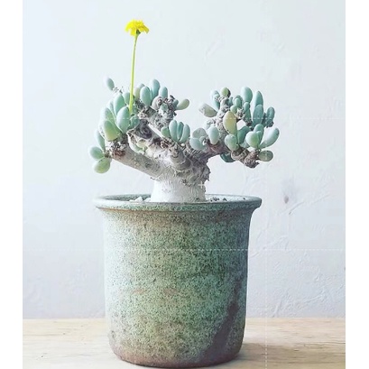 松鼠園藝厚敦菊卡拉菲othonna Clavifolia 經典塊根多肉植物 黃花 冬型 蝦皮購物