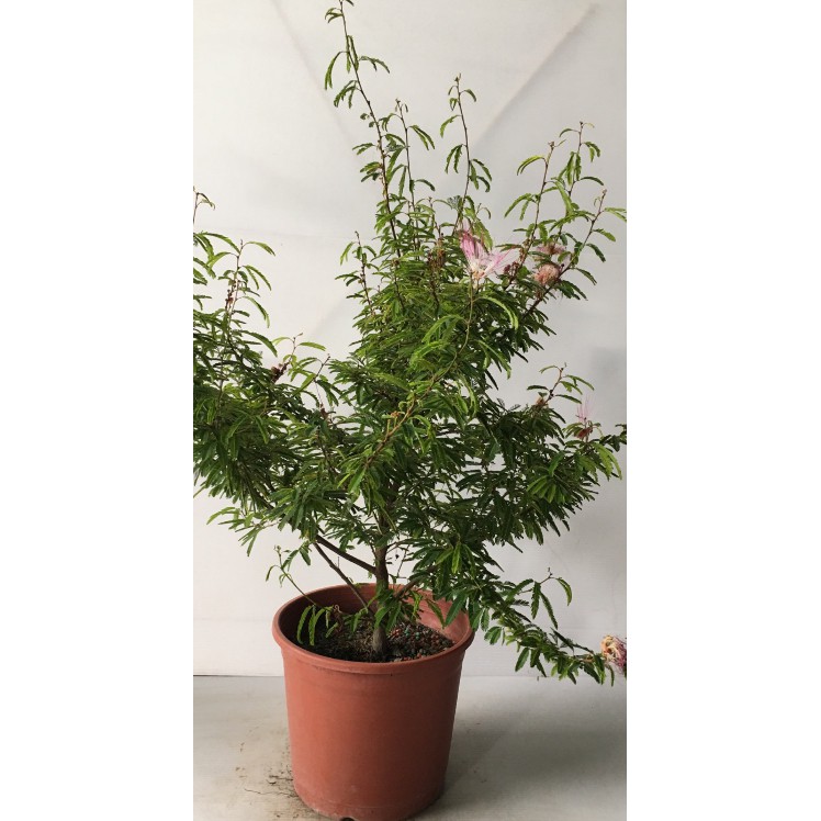花囍園 喬木觀花植物 香水合歡 香水粉撲花 花絲色彩雖類似粉撲 5 6吋高約 35cm 特價180 蝦皮購物