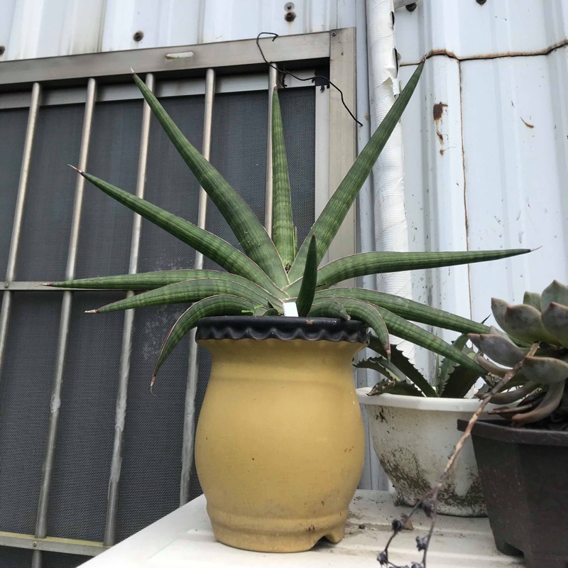 虎尾蘭koko苗售圖三側芽 蝦皮購物