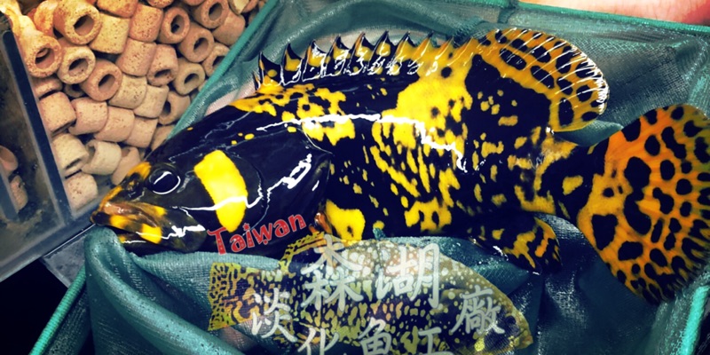 森湖水族觀賞魚工坊 線上商店 蝦皮購物