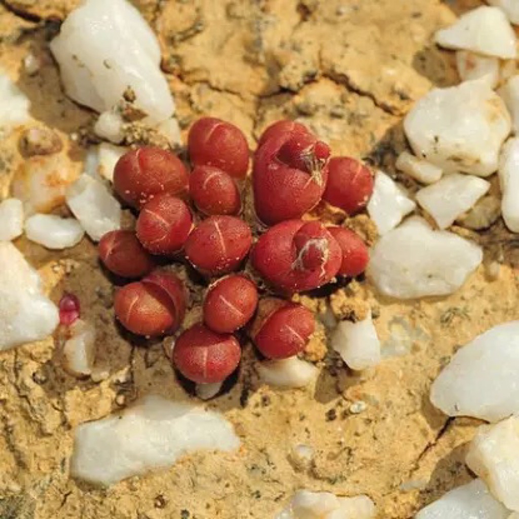 多肉種子葉の多肉植物番杏胡桃玉種子特價 蝦皮購物 Line購物