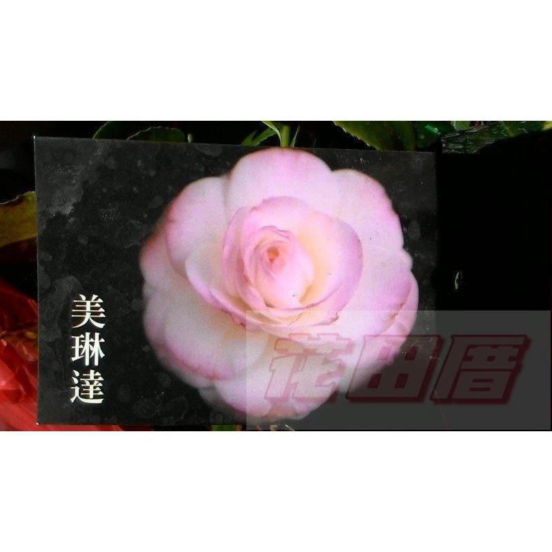 【＊花田厝＊】茶花苗*--茶花品種( 粉色系列-1)--3.5吋盆