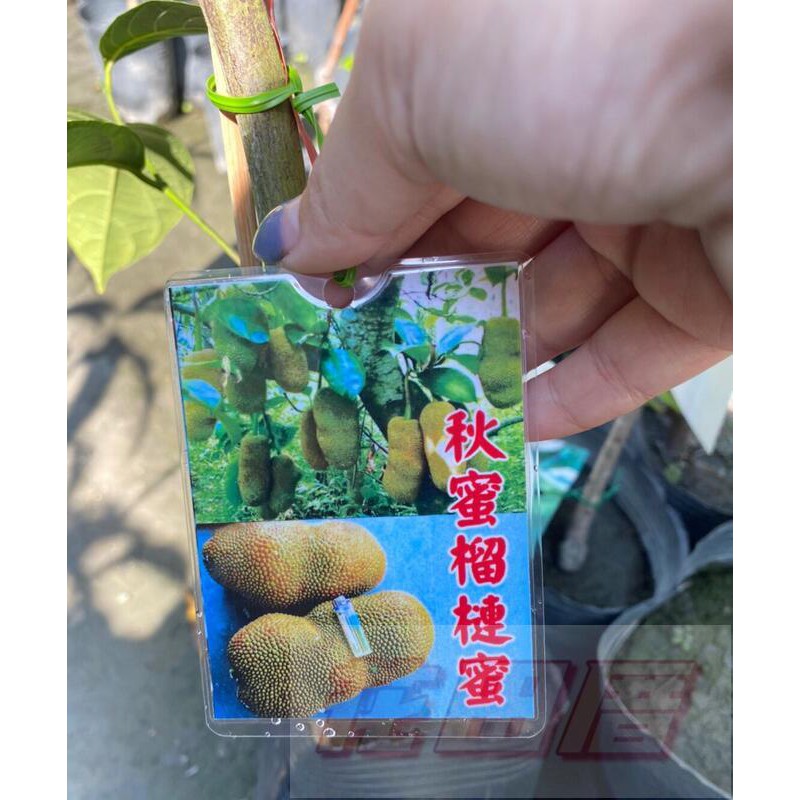 花田厝_水果果苗秋蜜榴槤蜜新品種4吋黑軟盆高30-50公分