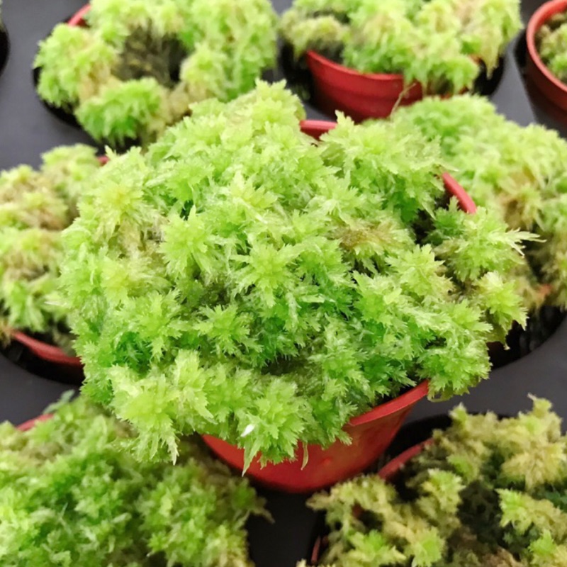 現貨活水苔水苔食蟲植物食肉植物蝕蟲捕蠅草捕蟲堇豬籠草毛氈苔食蟲植物鋪盆造景介質水草泥炭蘚