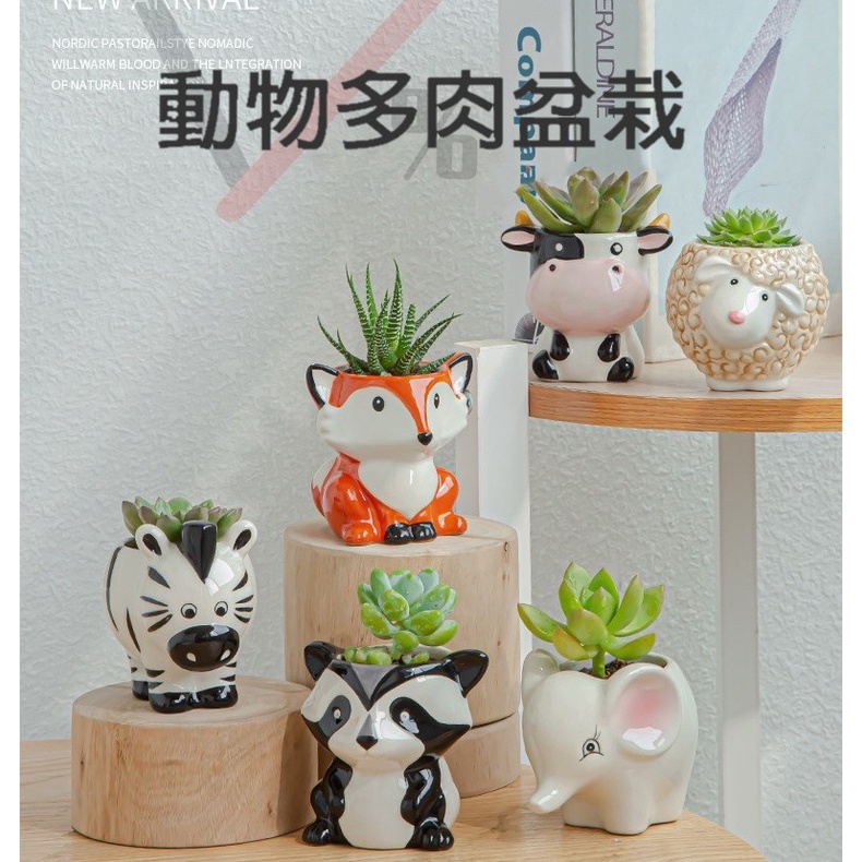 台灣現貨77 動物造型多肉盆栽盆栽花盆多肉盆災迷你盆栽動物造型盆栽動物造型花盆多肉植物花盆多肉小盆栽 蝦皮購物