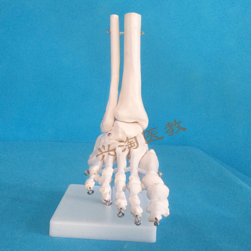 繁星優選人體骨骼模型腳關節模型腳部骨骼模型腳部關節裸關節可拆