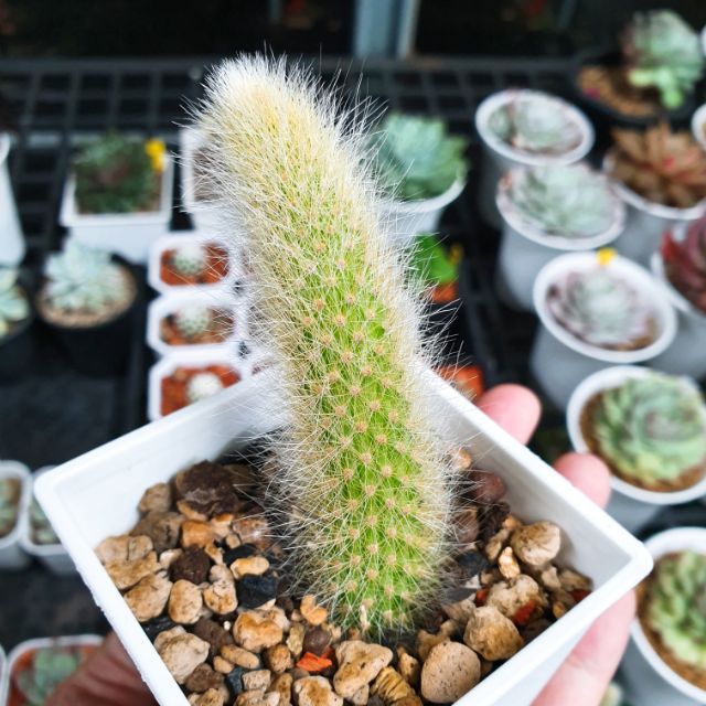 Find x 找肉 猴尾柱 多肉植物