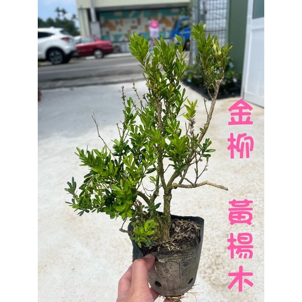 ★綠霖園藝★雀舌 金柳 小葉黃楊木 觀賞植物/水果樹苗/新興果樹/果苗/嫁接/植物/盆栽