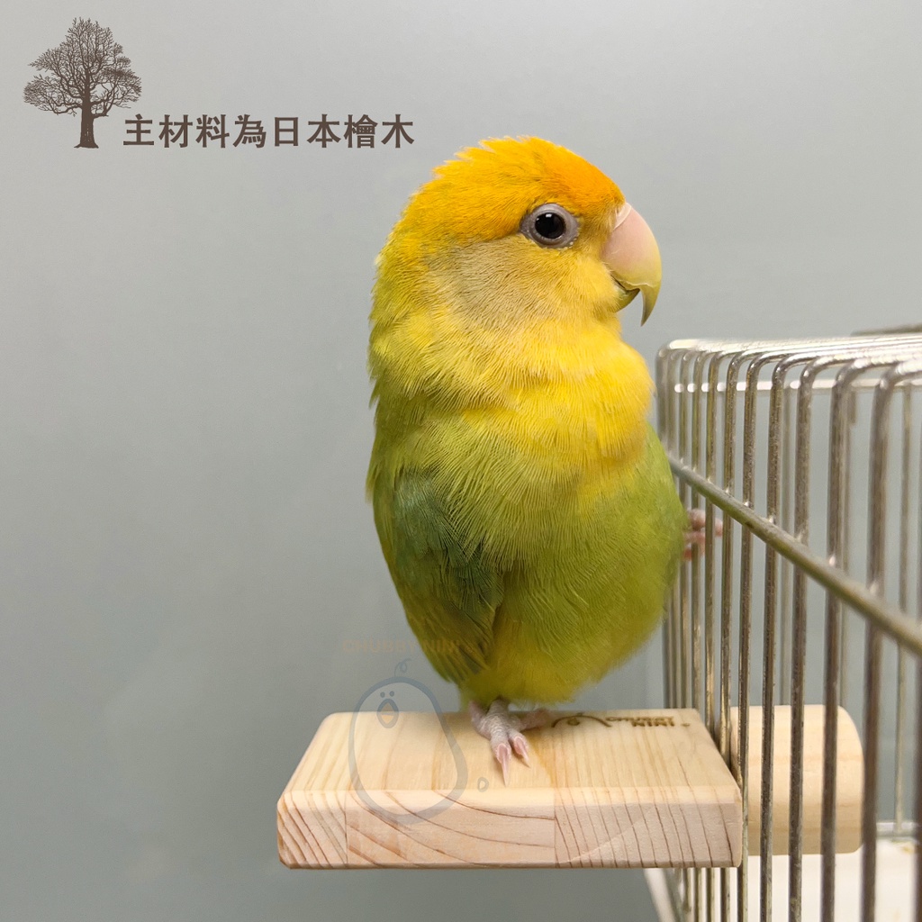 CHUBBYNINI✨日本檜木✨鳥用 踏板MIT/站台/NINI寵物